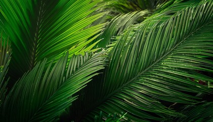lush green jungle background