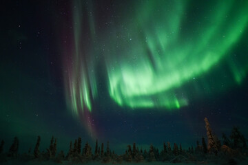 aurora borealis in the forest