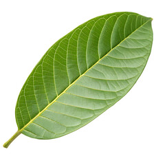 Guava leaf isolated on a transparent background