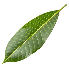 Mango leaf isolated on a transparent background