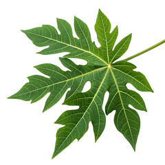 Papaya leaf isolated on a transparent background