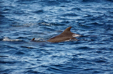 pilot whale in the indian ocean