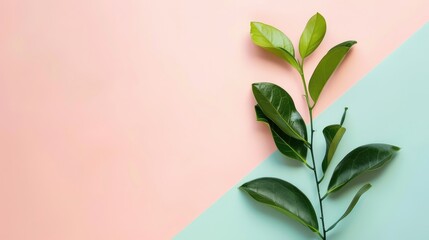 Poster - Green leaves on a beige textured background with shadows. Background image of vibrant color with green leaves. Photography for nature and minimalistic design. Nature environment photography. AIG51.