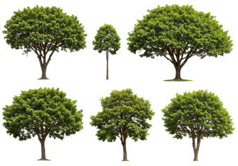 six majestic trees stand out against a dark backdrop showcasing natures diverse foliage