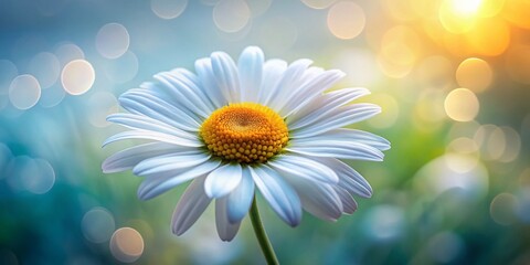 Wall Mural - Long Exposure Photography of a White Daisy Flower with Yellow Center