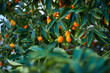 © The Picture Pantry - Fresh ripe Kumquats on a Tree