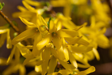 Wall Mural - Forsythia flowers, Golden Bell, Border Forsythia (Forsythia x intermedia, europaea) blooming in spring garden bush