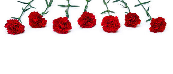 Wall Mural - red flowers carnations ( dianthus caryophyllus ) on a white background with space for text