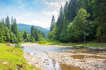 Wall Mural - mountainous landscape of ukraine with tereblya river. forest on the hill along the grassy shore. sce