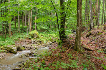 Wall Mural - water stream in the beech forest among rocks. travel background. outdoor scenery in summer on a sunn