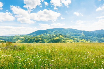 Wall Mural - scenery with alpine field in summer. beautiful view. herbs among the grass. rolling carpathian alps 