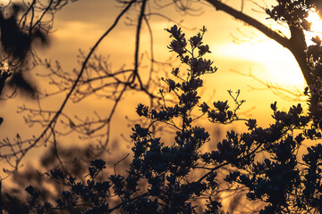 Wall Mural - sunset in the woods