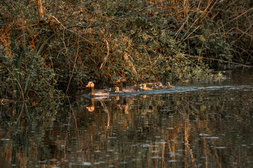 Wall Mural - Goose with baby's swimming
