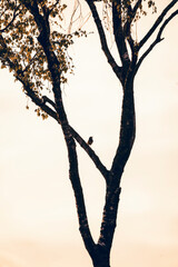Wall Mural - beautiful little bird sitting in a tree and singing 