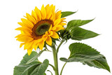 Yellow sunflower with green leaves isolated on transparent background