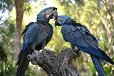 Hyacinth Macaws Perched on Branch.
