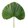 © Creative Canvas - Chinese fan palm plant green leaf isolated on white transparent background