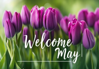 Poster - A large white text box in the center of an image with purple tulips, the word 