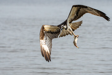 Wall Mural - An osprey flying with a freshly caught fish