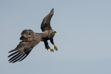 Wall Mural - juvenile american bald eagle flying over a river
