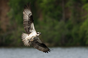 Wall Mural - An osprey flying down to catch a fish