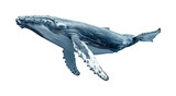 Humpback whale swimming in ocean nature underwater view isolated on transparent background