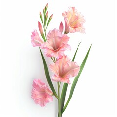 Poster - delicate pink gladioli bouquet, a floral illustration.