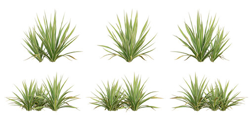 Wall Mural - bright edge yucca green plant 3d render with transparent png background