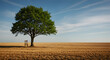 © Khaleej - Lonely Tree Providing Shelter for a Wooden Chair in the Field