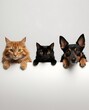 © Sina Blaze - Adorable cat and dog trio posing together with curiosity. A fluffy ginger cat, a sleek black cat, and a playful dog are shown in a cute, harmonious display of friendship and pet companionship.