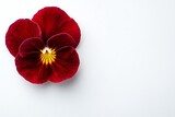 Red pansy flower close-up on white background for floral display