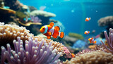 clown fish in anemone