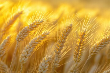 Poster - Golden wheat field bathed in sunlight, showcasing ripe ears of grain ready for harvest.