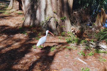 a beautiful ibis bird in its natural habitat