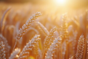 Leinwandbilder - Golden wheat field bathed in sunset light, showcasing ripe, ready-to-harvest grains.
