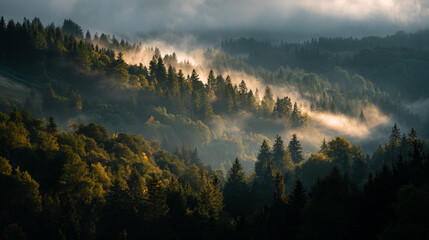Poster - Misty sunrise over a hilly forest, sunlight illuminating the fog-covered trees, creating a serene and peaceful atmosphere