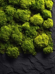 Poster - Lush green moss growing on a dark slate surface creating a natural texture and contrast vibrant color and organic pattern close up shot with a top down angle