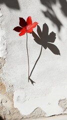 Poster - Crimson leaf against textured wall casting shadow in bright sunlight creating stark contrast