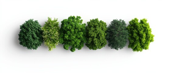 Green tree varieties overhead