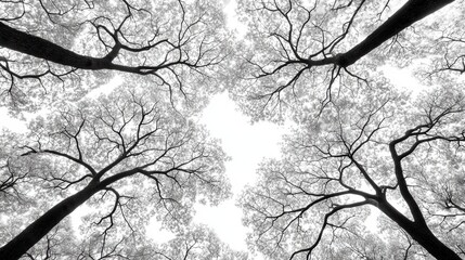  A black and white image of trees reaching up towards the sky.