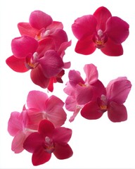 Poster - Radiant Phalaenopsis Orchids in Full Bloom Captivating Floral Arrangement on White Background Delicate Petals and Vibrant Colors Close Up Shot for Stock Photography