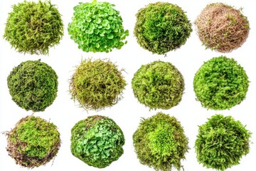 Poster - Collection of diverse moss spheres showcasing vibrant textures and shades of green against a clean white background capturing nature's beauty in a botanical arrangement