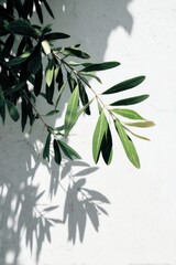 Poster - Serene olive branch against a bright white wall casting soft shadows capturing nature's beauty simplicity and tranquility in a minimalist style with a high angle view