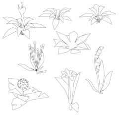 Poster - A series of drawings of flowers in various stages of growth. The drawings are all in black and white and are stylized to look like they are drawn with a pencil. The mood of the images is calm
