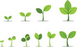 © GMZ - Green plant growth stages vector illustration with progressive leaf development and sprouting