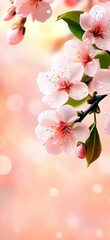 Aufkleber - Delicate pink cherry blossoms glisten with water droplets against a soft, diffused light backdrop.