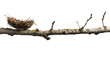 © Alice - Empty Bird Nest on Branch Isolated on White Background for Wildlife Concepts and Design Projects
