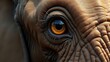 © Gayan - Close Up Of An Elephant's Eye