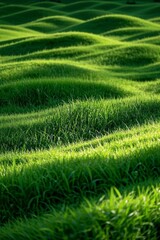 a close up of a field of grass with a small white bird in the middle