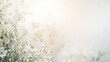 © Nurul - Delicate white flowers in soft focus, sunlit background